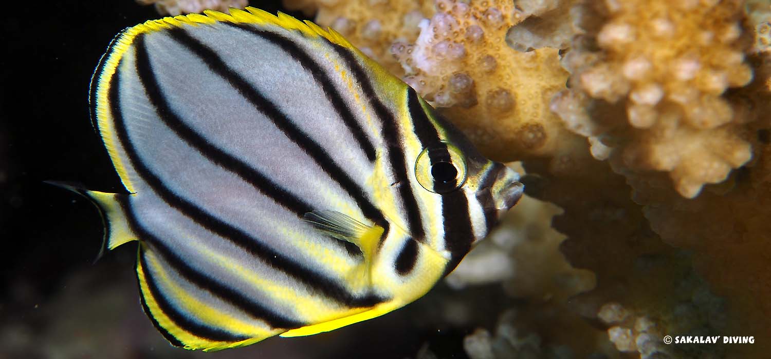 diving club in Nosy Be